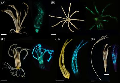 New insights on crinoid (Echinodermata; Crinoidea) bioluminescence